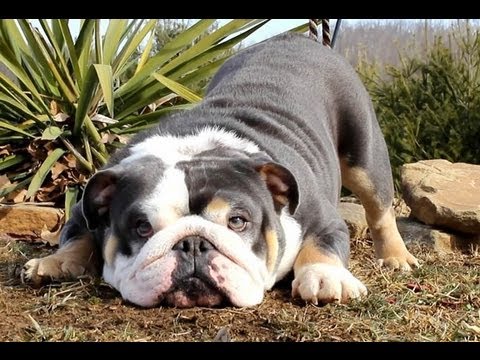 shrinkabull english bulldog