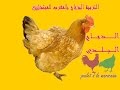 هدية لمن يحب عمل مشروع تربية دجاج بالمغرب بنفسك100%