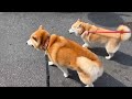 柴犬福 柴友と会った柴犬🤩Shiba-Friend🤩