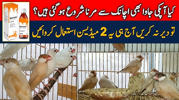 How To Treat Sick Java Finch | Sick Java Finch Recovery | Mini Zoo Birds