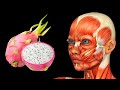 ¿Qué ocurriría en tu cuerpo si comes pitahaya cada día? 12 beneficios inesperados