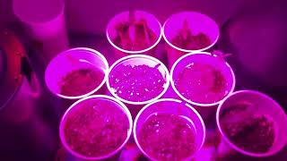Episode 01: Week 1 of my legal hemp (CBD flower) grow - REMASTERED to improve audio
