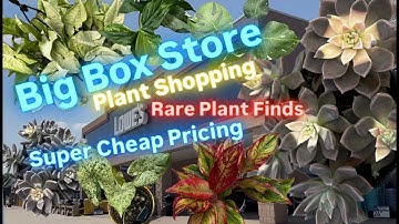Big Box Store Plant Shopping at Lowe