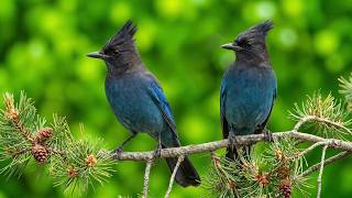 Beautiful Blue Birds & Peaceful Piano 💙 🐦 Soothing Birdsong for Relaxation, Study & Focus🎹🐦 screenshot 5
