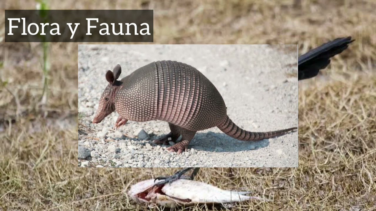 Mina Los Filos l Equipo Azul