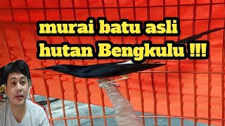 Murai batu hutan Bengkulu !!!