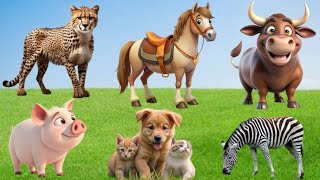 Cute Funny Animal Video and Compilation; Sheep, Cow, Goat, Dog, Chicken, Cat, Pig - Animal Sounds
