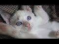 新入り子猫マメは、今日も家猫修行をがんばります。ミヨも元気に暮らしています