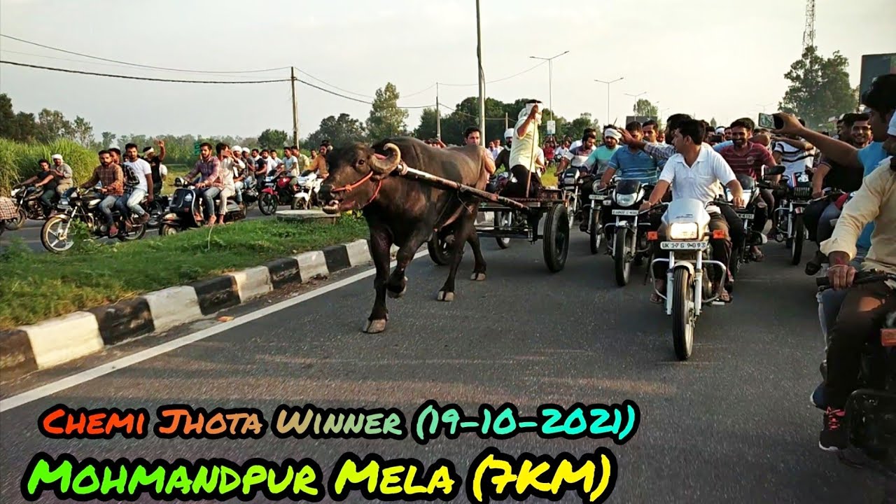 Libberhedi race || Mohmandpur Mela || (7KM) || (दो झोटे एक साथ) || (19-10-2021) || jhota race 2021