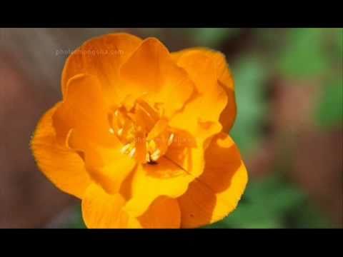Видео: Цэцгийн хадгалагчийг юунд хэрэглэдэг вэ?