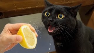 видео: Самые смешные моменты с кошками 😹 | Самая смешная подборка котиков 2025 года картинка: Самые смешные моменты с кошками 😹 | Самая смешная подборка котиков 2025 года