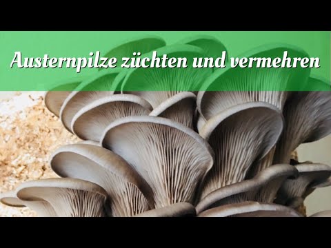 Video: Wie Man Austernpilze Züchtet