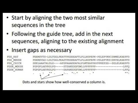 BLAST & Clustal W | Pattern matching and sequencing alignment tools