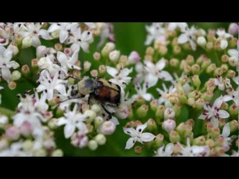 Video: Si Të Bëni Sambuc Mollë