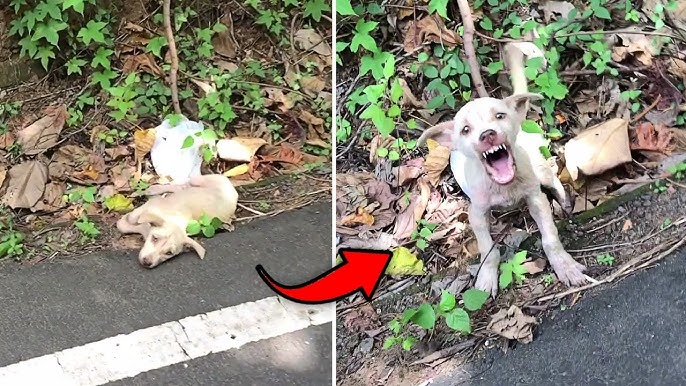 Crying loudly whenever someone approached, the scared puppy couldn't forget what his owner had done