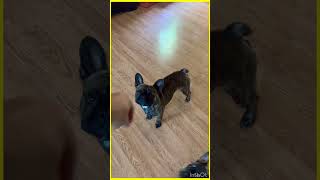 French bulldogs Dancing ❤ #tricks #puppys #frenchbulldog #dog