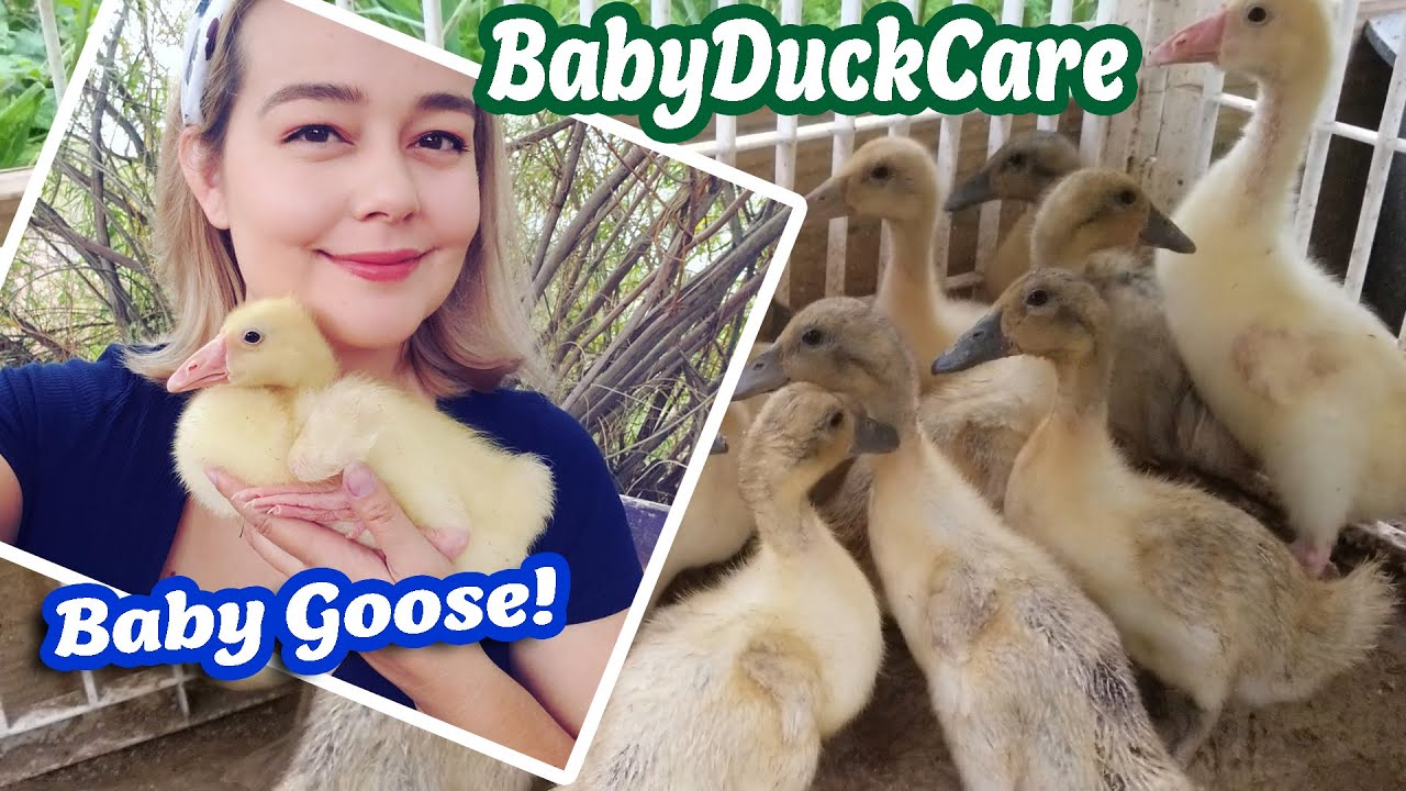 Baby Goose - Identification, Diet & More