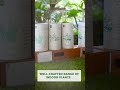 Introducing TrustBasket Indoor Plants Range "Plants with a Purpose".