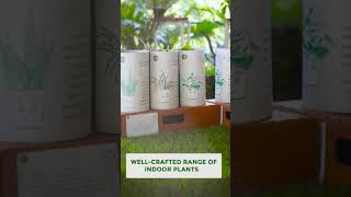 Introducing Trustbasket Indoor Plants Range Plants With A Purpose.