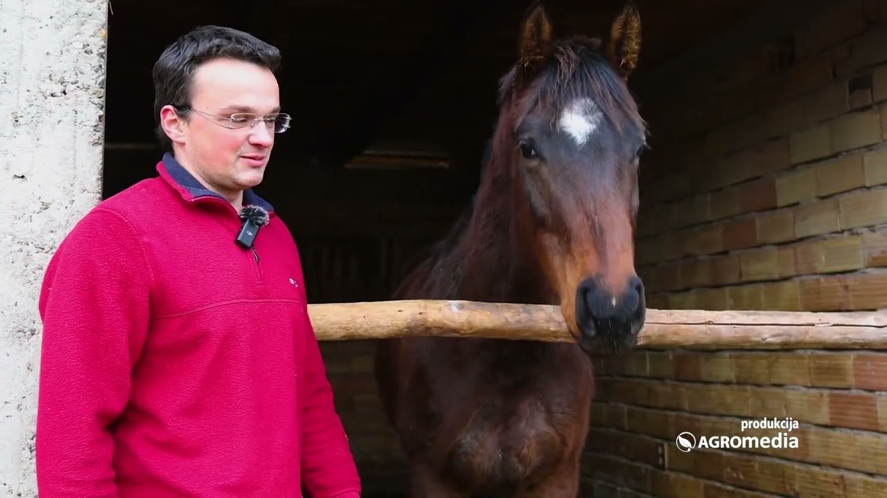 Vijetnamska svinja: lako se gaji, NE VOLI koncentrat i daje meso EKSTRA kvaliteta!