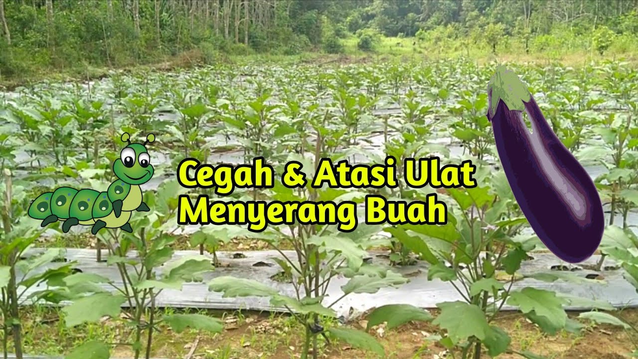 Cara mencegah dan mengatasi ulat menyerang buah terong 