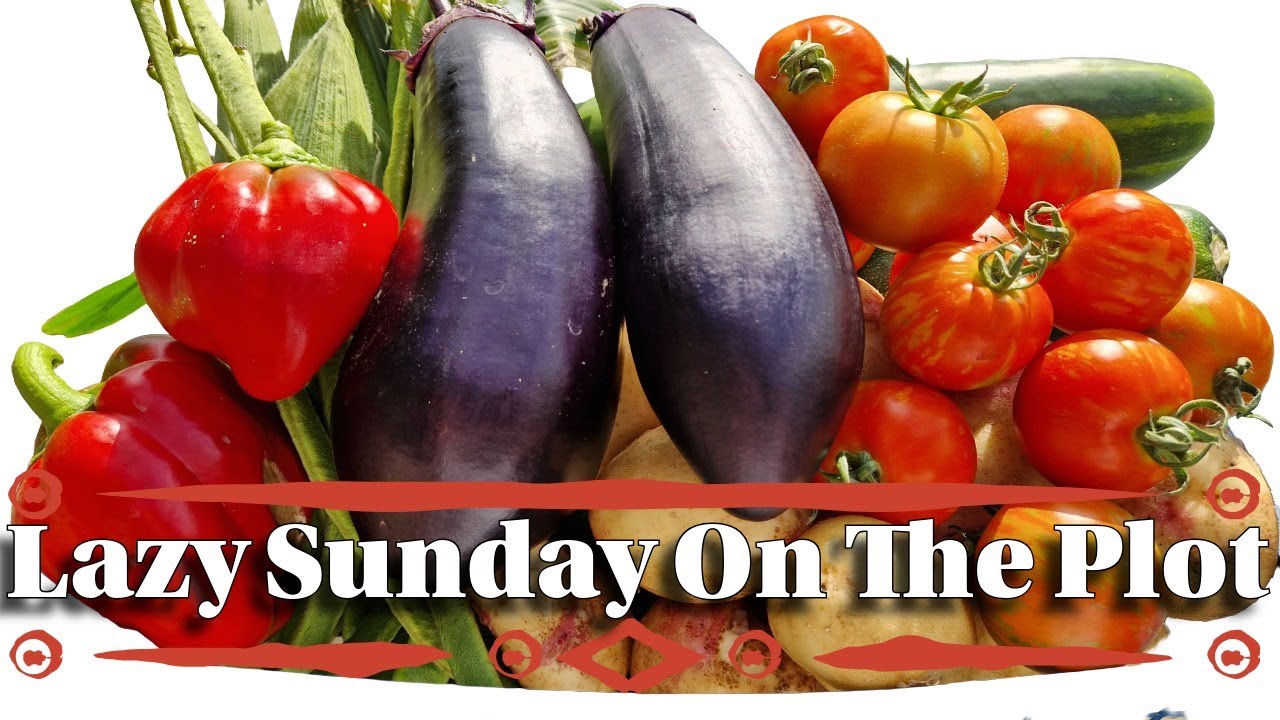 August little harvest and walkabout on the Allotment.