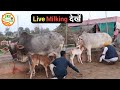 Top haryana breed desi cows available for salelive milking handa farm 88138 54754