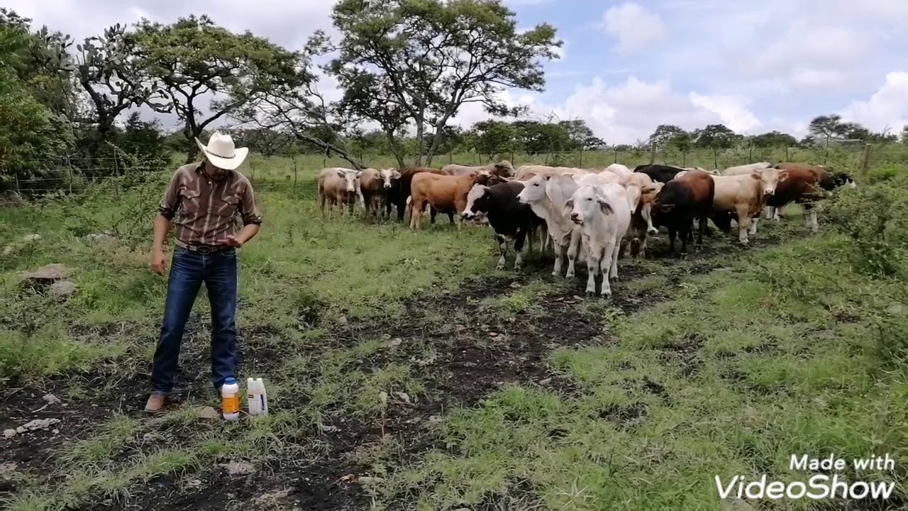 Corrales Durán Control de garrapata en tú ganado YouTube
