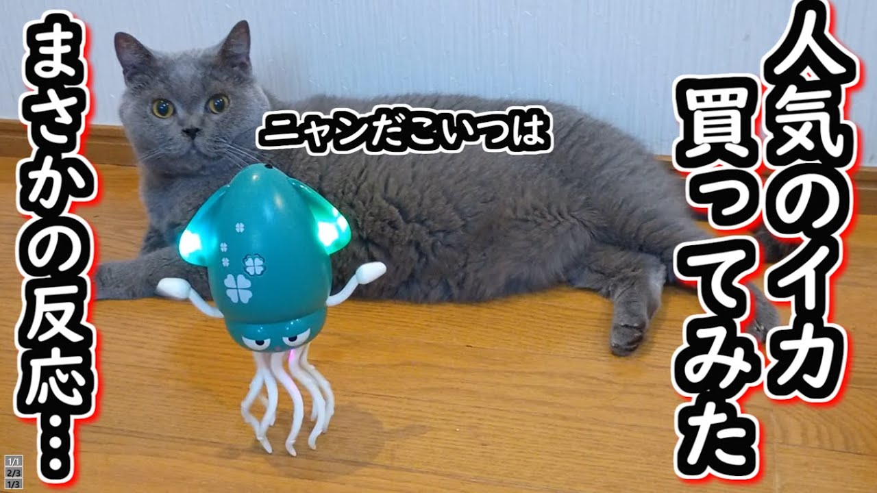 【ブリティッシュショートヘア】大人気のイカのおもちゃを猫にあげてみたら、まさかの結果に…【ねこのいる暮らし】【イカゆらりん】