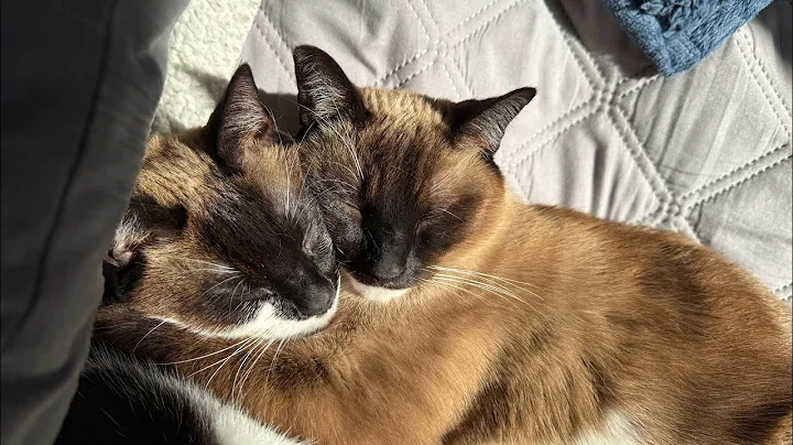 Watch the video about Our lazy Siamese cats #willandgrace #lovecats #siamese #love #cat