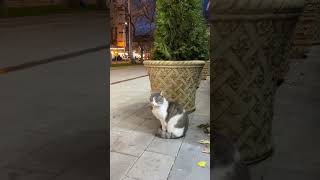 Кошечки Махачкалы #cats #shorts #cat #travel #shortvideo #catlover