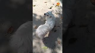 🧿😍❤️ #viral #youtube #funny #pets #love #dog #shortvideo #subscribe #youtubeshorts