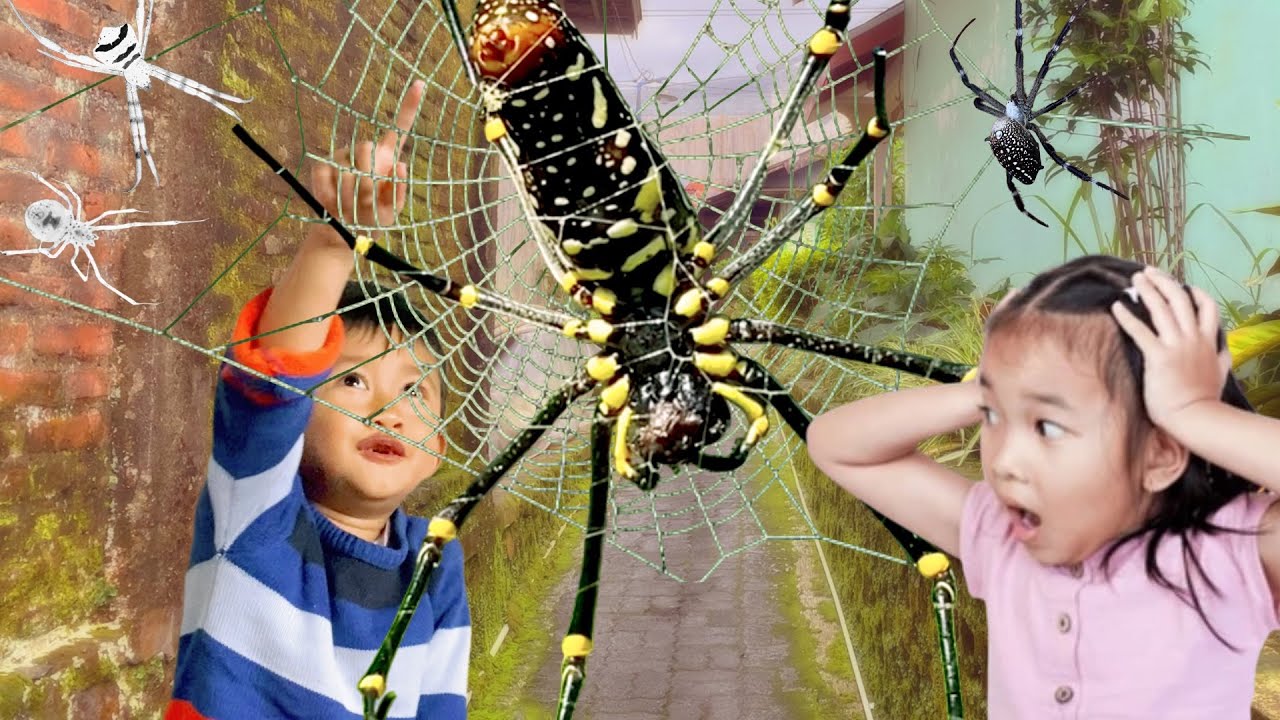 OMG‼️ Hunting Top Spider in Around Us. Catch Giant Golden Spider ...
