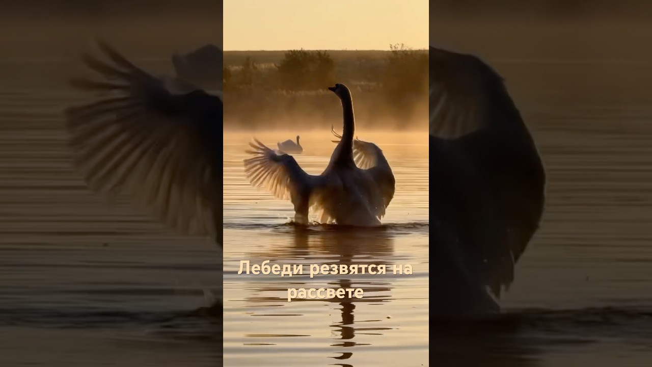 Наши лебеди резвятся сегодня на рассвете. 