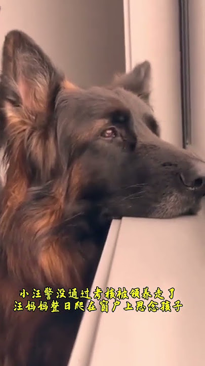 小汪警没通过考核被领养走了,汪妈妈整日爬在窗户上思念孩子,汪爸爸担心汪妈妈,在一旁安慰着萌宠出道计划
