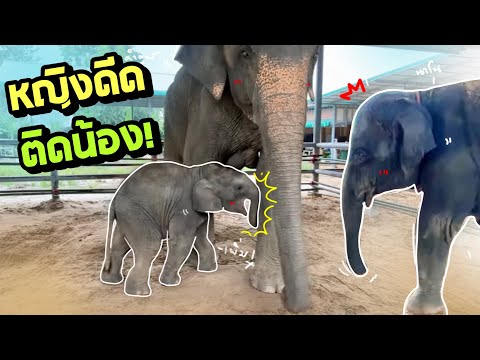 ฝนตกแล้ว หญิงก็จะดีดๆๆ😂elephant