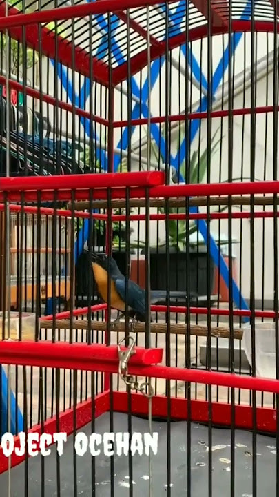 burung tledekan gunung gacor. #ocehanburunggacor #burungtledekan #burungkicau #burungkontes