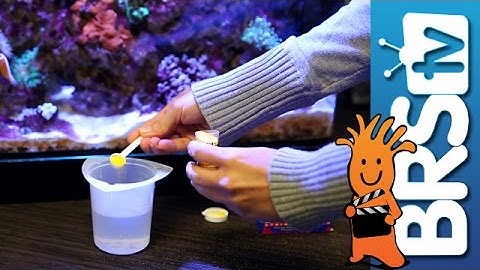 Attempting to Remove Cyano Bacteria | How To Tuesday