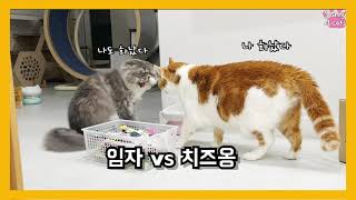 고양이 싸움 끝판왕 치즈옹 vs 임자 by 써니포캣 sunny4cats 356 views 2 years ago 4 minutes, 44 seconds