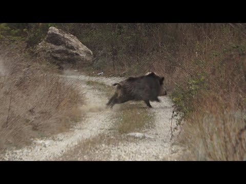 BATI ANADOLUDA MUHTEŞEM BİR DOMUZ AVI ( SELÇUK POSLU & KERİM GÜNEŞ) / wild boar hunting