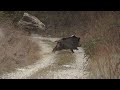 BATI ANADOLUDA MUHTEŞEM BİR DOMUZ AVI ( SELÇUK POSLU &amp; KERİM GÜNEŞ) / wild boar hunting