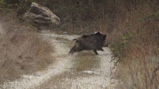 BATI ANADOLUDA MUHTEŞEM BİR DOMUZ AVI ( SELÇUK POSLU &amp; KERİM GÜNEŞ) / wild boar hunting