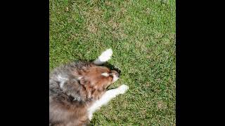 Ava Beathard   Family Dog (official Audio)
