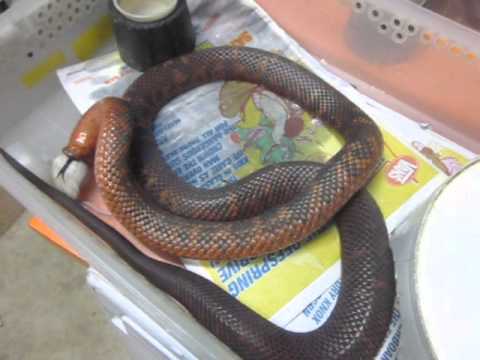 trademark meaning Jaffa snake eating in Melbourne Victoria Australia