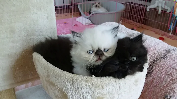 Video 4925131: love persian, kitten washing