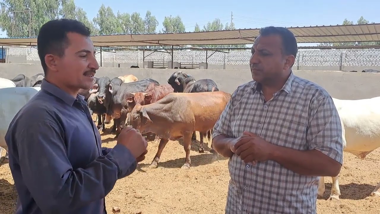 6 كيلو علف بس يوصل العجل 600كجم في 10 شهور