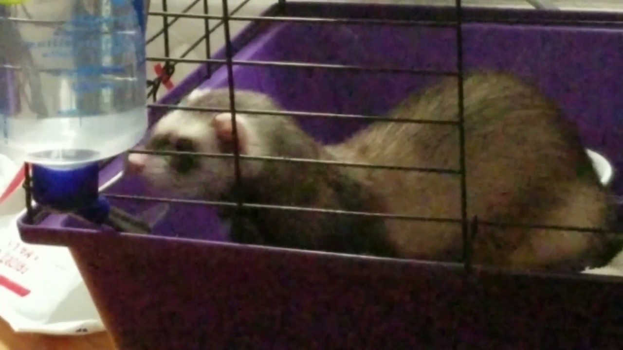 ferret water bottle