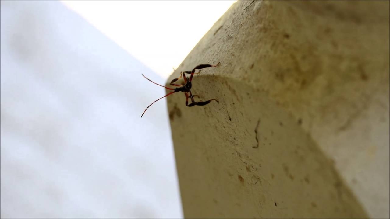 god's creation Assassin Bug