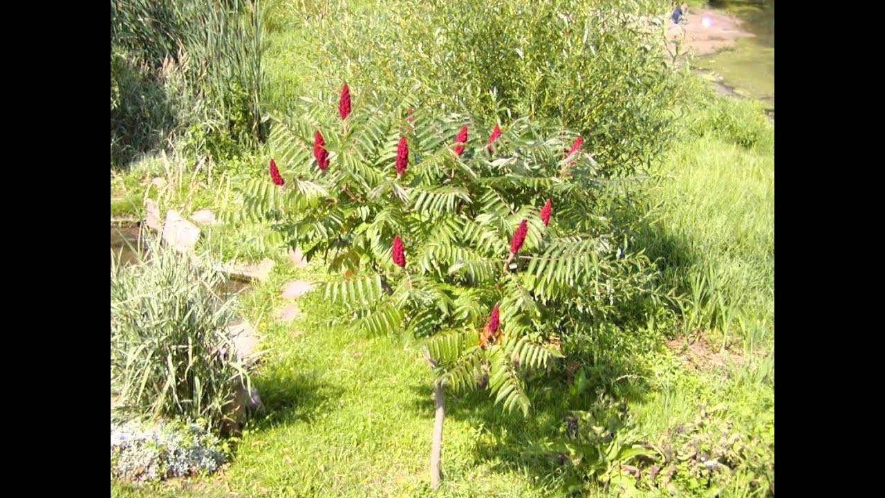 СУМАХ  (RHUS)  сем. Сумаховые