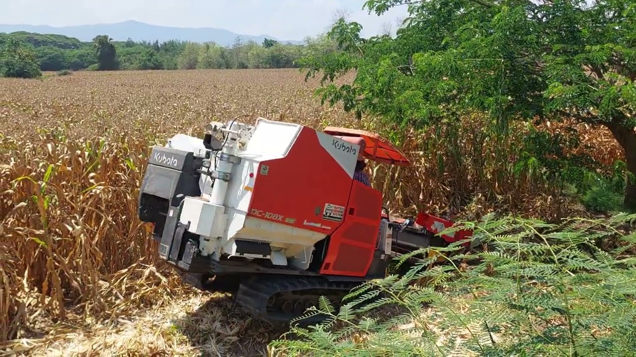 DC108x เกี่ยวข้าวโพด ฝักใหญ่มาก